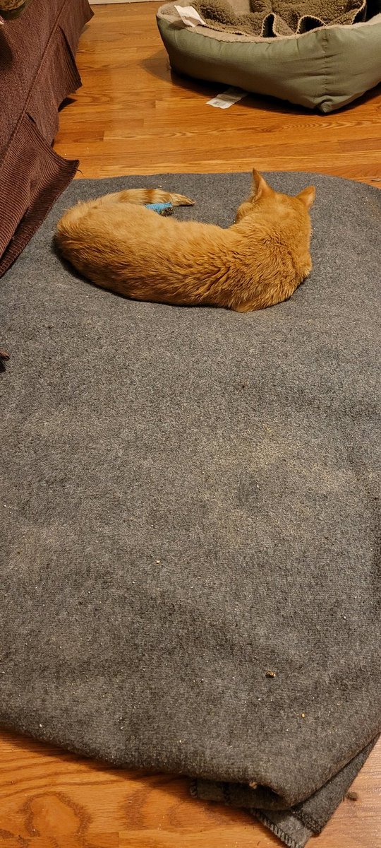 lynnslagle42's tweet photo. Mommy says if I lay here any longer, I'll become one with the pillow bed. I just yawned and went back to sleep. Being one with my pillow doesn't sound too bad 😹 #cerebellarhypoplasia #chlove #wobblykitty #chkitty #napforever #iamonewithmypillow https://t.co/PSwbCjdMxT