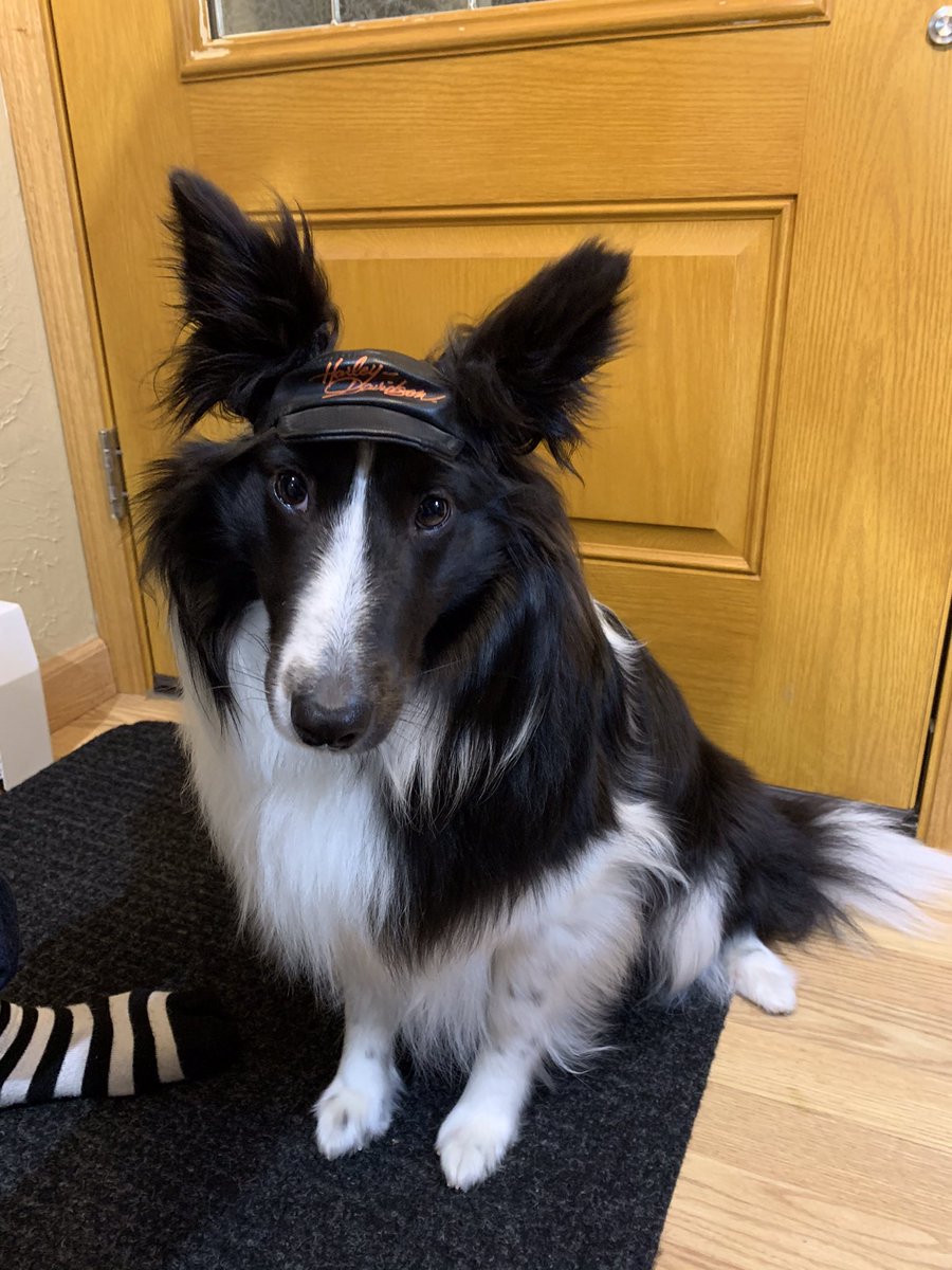 Donna_454's tweet image. Chase is our family support sheltie. Chase is 18 months old. He is ready to jump on the @harleydavidson to get his own Busch Dog Brew. He retrieved a Busch for you, waiting on you for his Busch Dog Brew. You can&apos;t fool me, this is Busch Beer NOT Busch Dog Brew!! #BuschCTOcontest