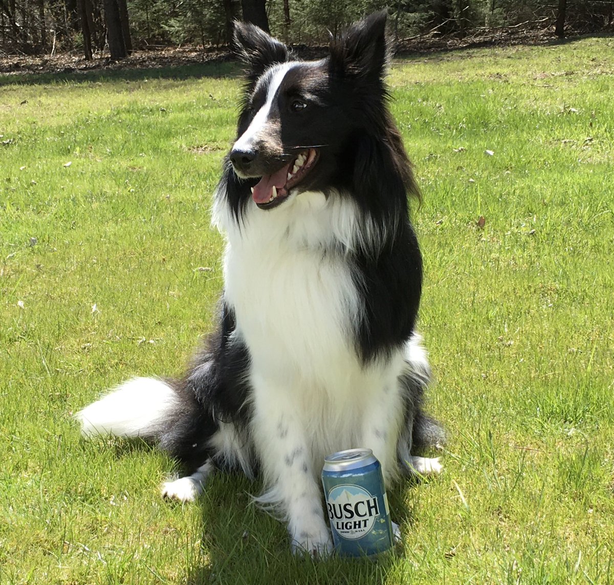 Donna_454's tweet image. Chase is our family support sheltie. Chase is 18 months old. He is ready to jump on the @harleydavidson to get his own Busch Dog Brew. He retrieved a Busch for you, waiting on you for his Busch Dog Brew. You can&apos;t fool me, this is Busch Beer NOT Busch Dog Brew!! #BuschCTOcontest