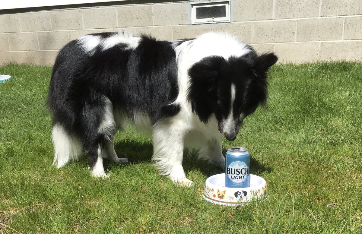 Donna_454's tweet image. Chase is our family support sheltie. Chase is 18 months old. He is ready to jump on the @harleydavidson to get his own Busch Dog Brew. He retrieved a Busch for you, waiting on you for his Busch Dog Brew. You can&apos;t fool me, this is Busch Beer NOT Busch Dog Brew!! #BuschCTOcontest