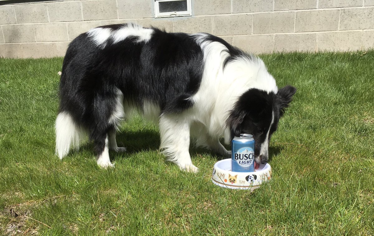 Donna_454's tweet image. Chase is our family support sheltie. Chase is 18 months old. He is ready to jump on the @harleydavidson to get his own Busch Dog Brew. He retrieved a Busch for you, waiting on you for his Busch Dog Brew. You can&apos;t fool me, this is Busch Beer NOT Busch Dog Brew!! #BuschCTOcontest