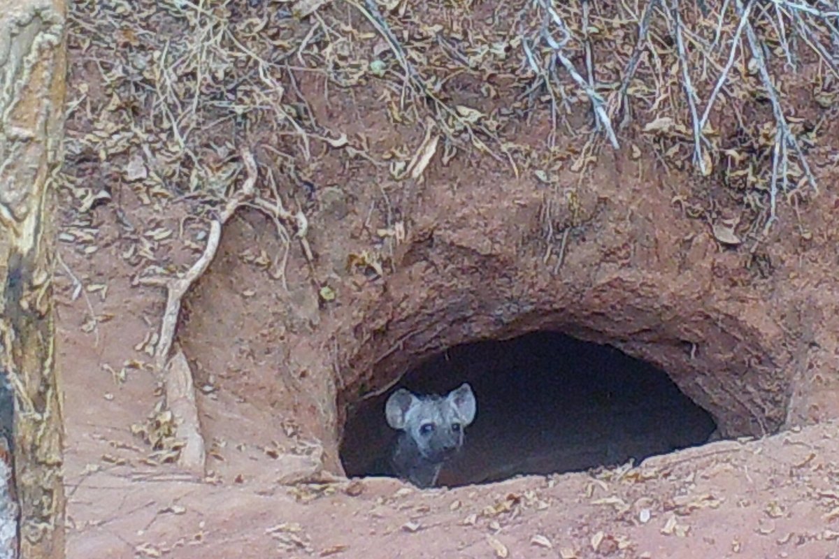 Peace_Parks's tweet photo. Peace Parks proudly announces the birth of the 1st resident spotted hyena in Zinave National Park in over 40 years! This only 8 months after a clan of 4 hyena was translocated here to restore the carnivore guild and rebalance Zinave’s ecosystem. More:  https://t.co/DNcfRuxWzM https://t.co/Nrz7ChPpWb