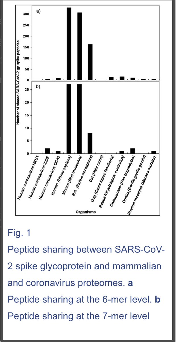 19.2/x con‘t quoting„Such peptide COMMONALITY is UNEXPECTEDand HIGHLY  #IMPROBABLE from a mathematical point of view...This study thoroughly quantifies the ... peptide SHARING of SARS-CoV-2 spike glycoprotein-a major antigen of the virus-with mammalian proteomes.“
