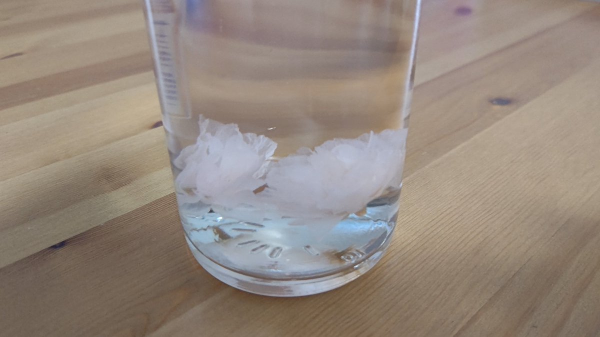 ねこくらげ Jellyfish6cat Twitter ねこくらげ Jellyfish6cat Twitter