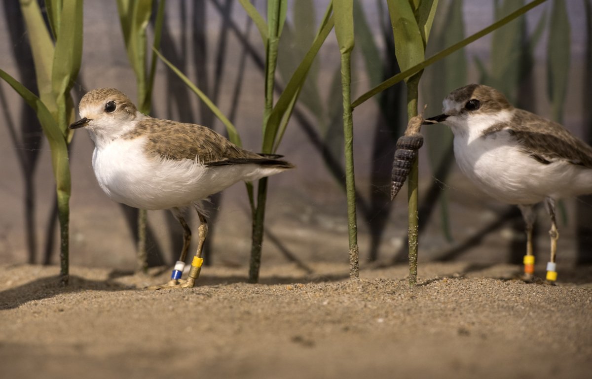 NavyInstallations (@cnichq) on Twitter photo #EarthWeek Spotlight: The #Navy’s California Least Terns and Western Snowy Plovers protection program has been a successful partnership with local agencies, setting parameters for species protection, providing education and bird walk opportunities for the community. #stewardship #EarthWeek Spotlight: The #Navy’s California Least Terns and Western Snowy Plovers protection program has been a successful partnership with local agencies, setting parameters for species protection, providing education and bird walk opportunities for the community. #stewardship