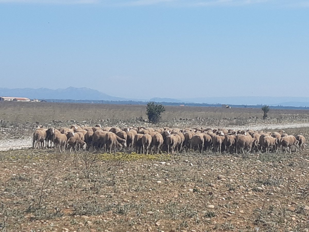 BdT_PACA's tweet photo. Visite ce matin avec les équipes de #cdcbiodiversite du site de #compensation #ecologique, un site de 357 HA à la plaine de crau dans le parc naturel de Cossur aux portes de @marseille
#Developpement #durable #tee #biodiversite https://t.co/uQC1fQHD7Z