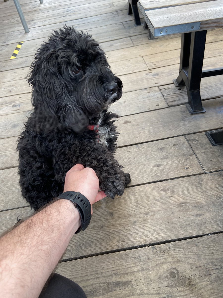 Days at work are improved VASTLY when I meet a dog. 
#hospitality #dog #dogfriendlyvenue