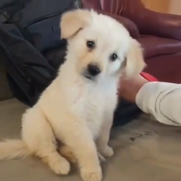 sam winchester as puppies (@puppiesammy) on Twitter photo 