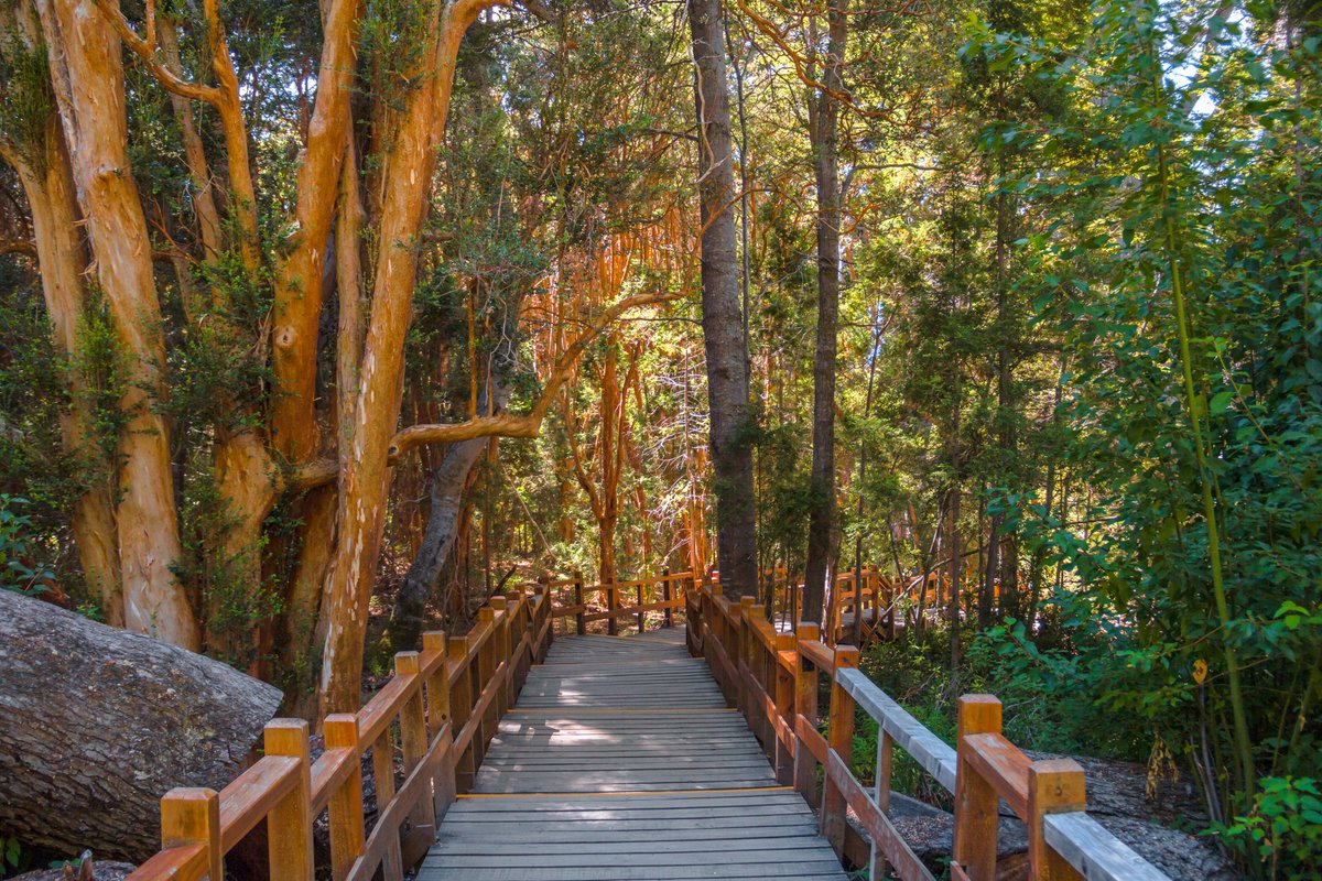 neuquentur's tweet photo. #BuenMartes Siempre hay un lugar al que queremos volver, que nos enamoro por su belleza!😍
Hoy elegimos👉el Parque Nacional Los Arrayanes!!! 😉

Lo conoces? 😉 Agendalo #neuquenestudestino 🙌 https://t.co/KBQg45uCzc