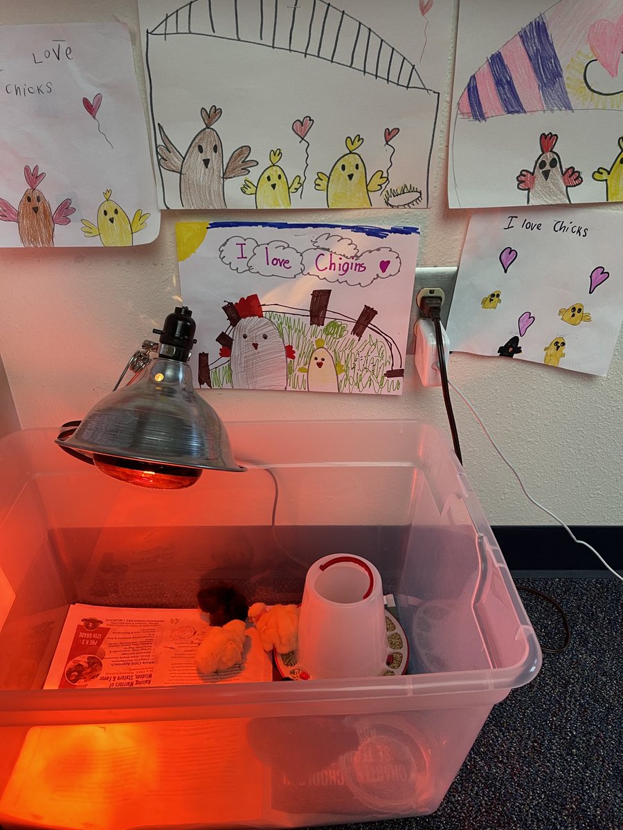 Look at these sweet pictures for our chicks! 🐥 #walstars