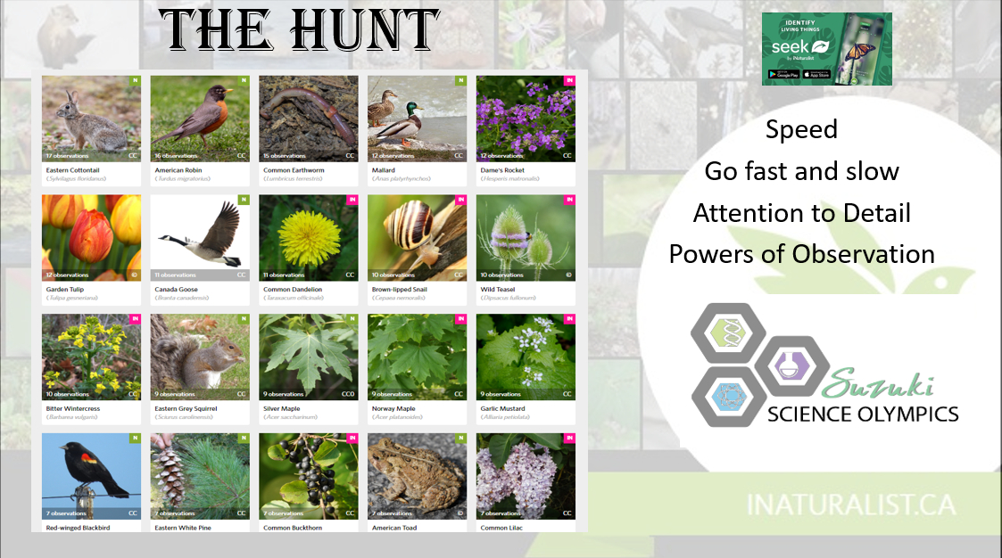 Run run as fast as you can, finding a 100 organisms is The Hunt’s plan. <a href="/SuzukiScience/">C. Ellis</a> <a href="/DavidSuzukiSS/">David Suzuki Secondary School</a>