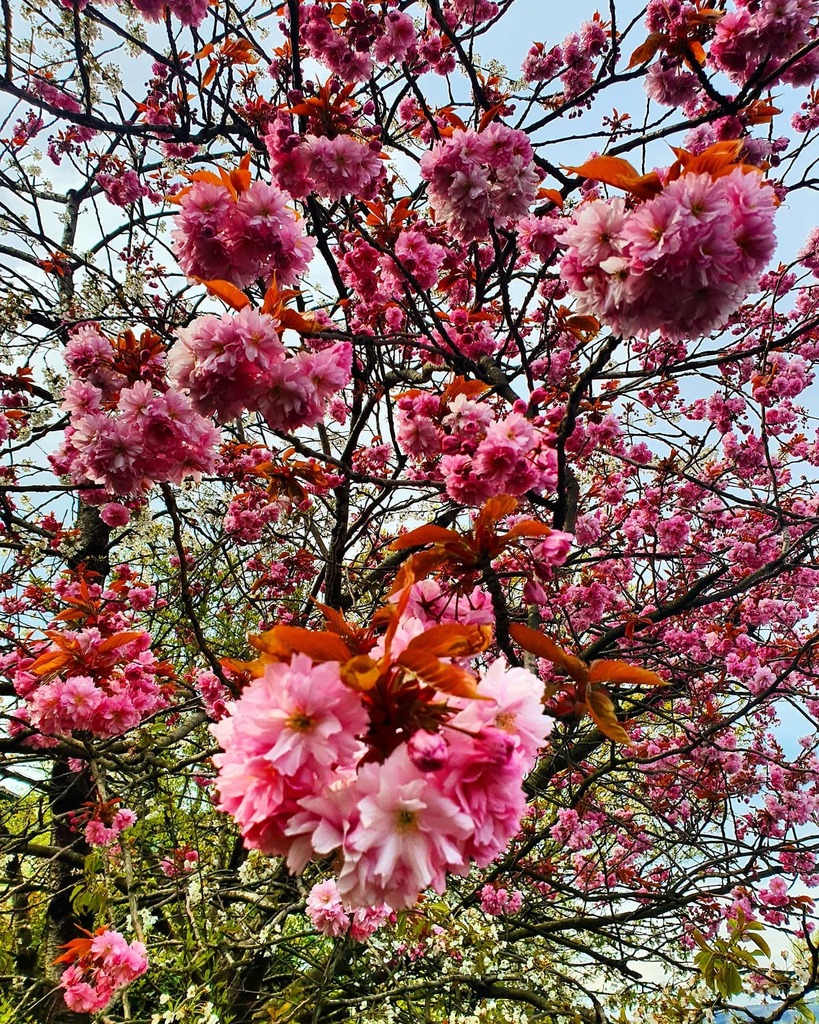 stanfse's tweet photo. #belfast #northernireland #uk #goodmorning #dziendobry #dzieńdobry #haveagreatday #spring #iscomming #wiosna #flowers #kwiaty #beautiful #amazing #natura #naturephotography #nature #pink #photo #samsungnote10plus #seamnslife #seaman #fm #szczecin https://t.co/iRbrMFTwNP