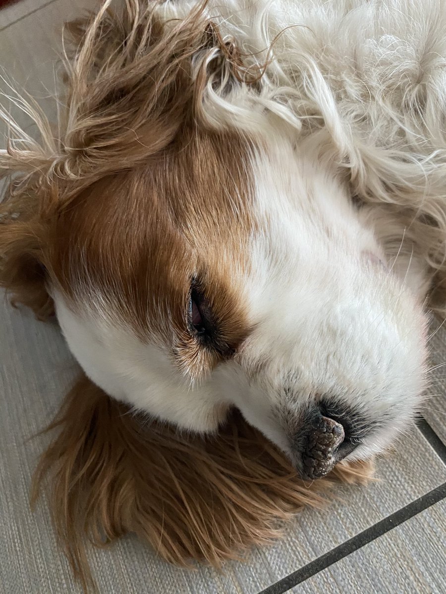 Striller_'s tweet image. C’è del fermento per la ripartenza 🚀