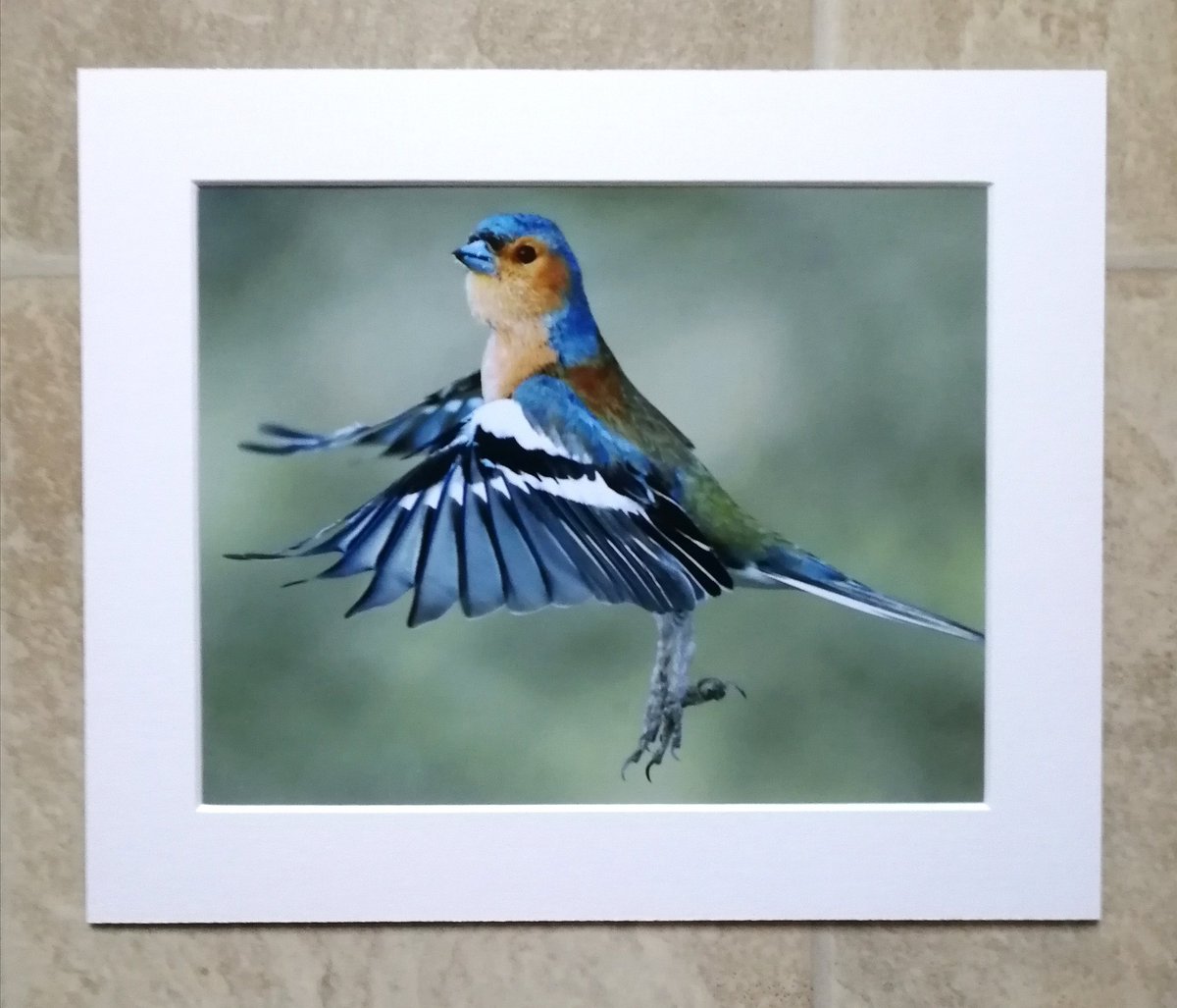 'Chaffinch lift-off' - 10x8 mounted print.  You can buy it here; https://www.carlbovis.com/product-page/chaffinch-lift-off-10x8-mounted-print 