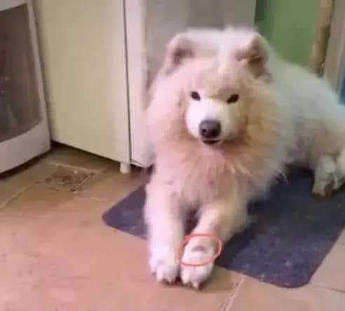 BurneeAriuka's tweet photo. Нохой нь хүүхэд нь болж төрсөн түүх:
Рэно нэртэй нохойгоо олон жил тэжээжээ. Хуримаа хийж нөхөрт гартал амьдралынх нь жаргал, зовлонтой бүх үе�� хамт байсан нохой нь өнгөрчээ.
Төд удалгүй бүсгүй төрөхөд Рэногийн сарвуу дээрх мэнгэ хүүхдийнх нь гаран дээр гарч ирсэн  гэнэ 🥰🐶 https://t.co/vq1n1c0iuV