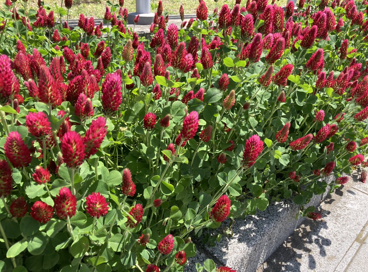 ストロベリートーチ