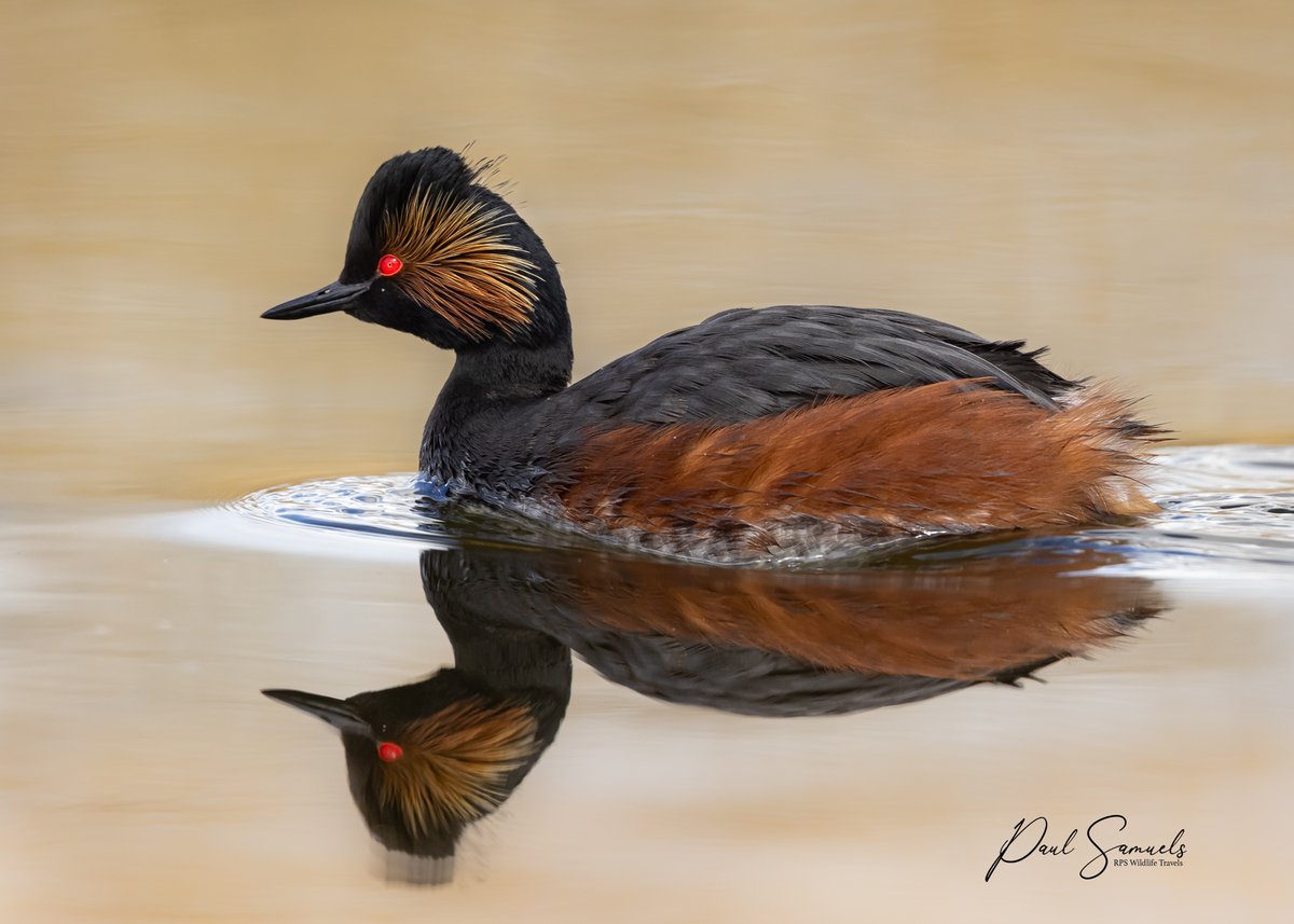 Black-necked Grebe.... just cruising ! @Natures_Voice @BBCSpringwatch @WildlifeMag #SwillyIngs @RSPBAireValley