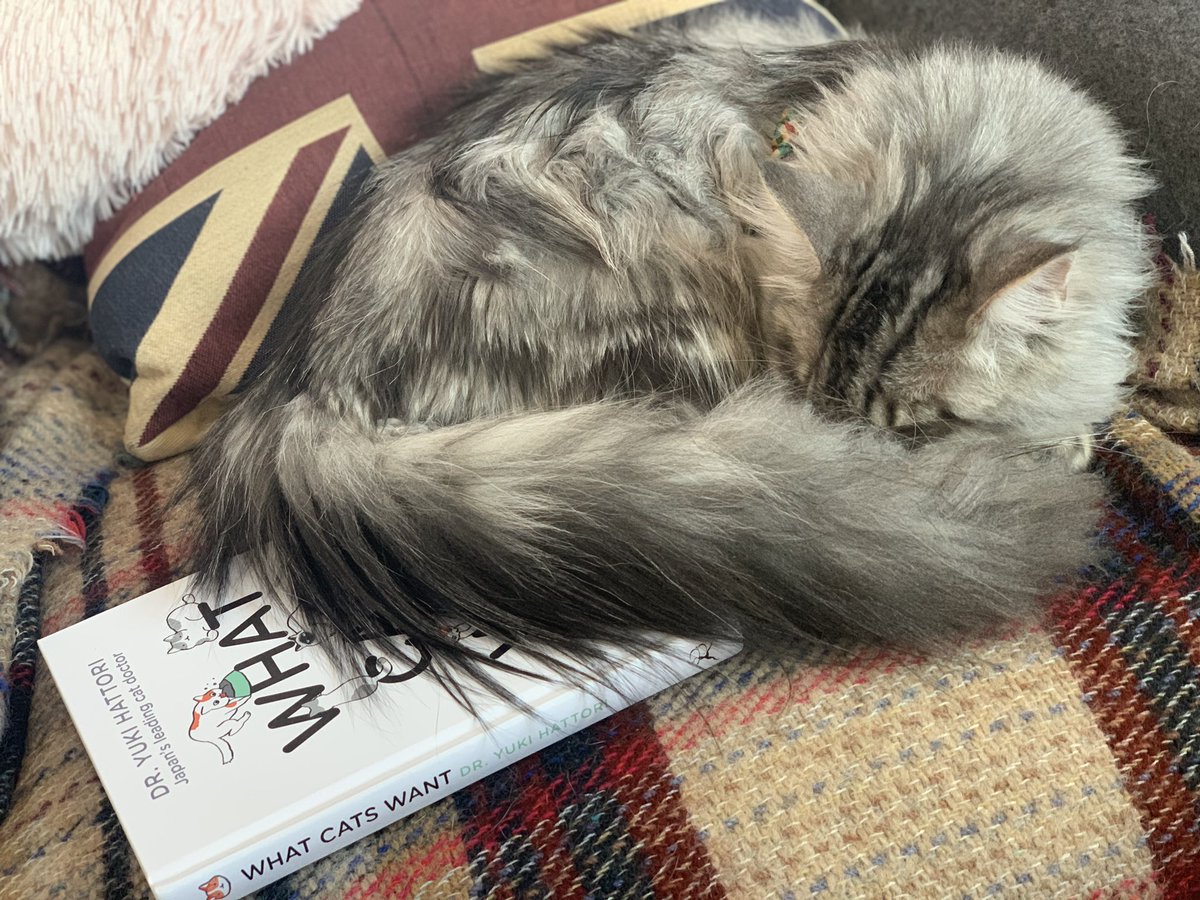 Barbara the Mainecoon tweet media