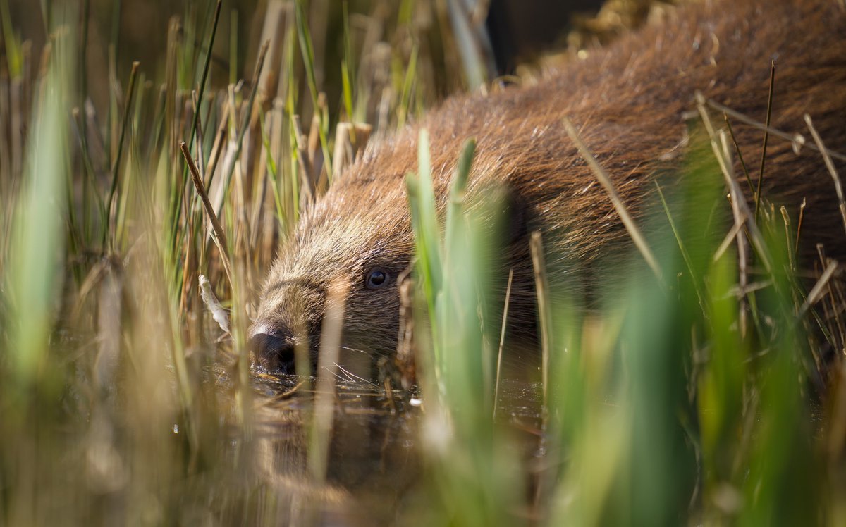 The #CorsDyfi #beaver family is complete! Beaver mum has been successfully trapped, transported, health checked and released into the enclosure at Cors Dyfi. She re-joins her mate & son who arrived a couple of weeks ahead of her. They are all settled and enjoying their new home.