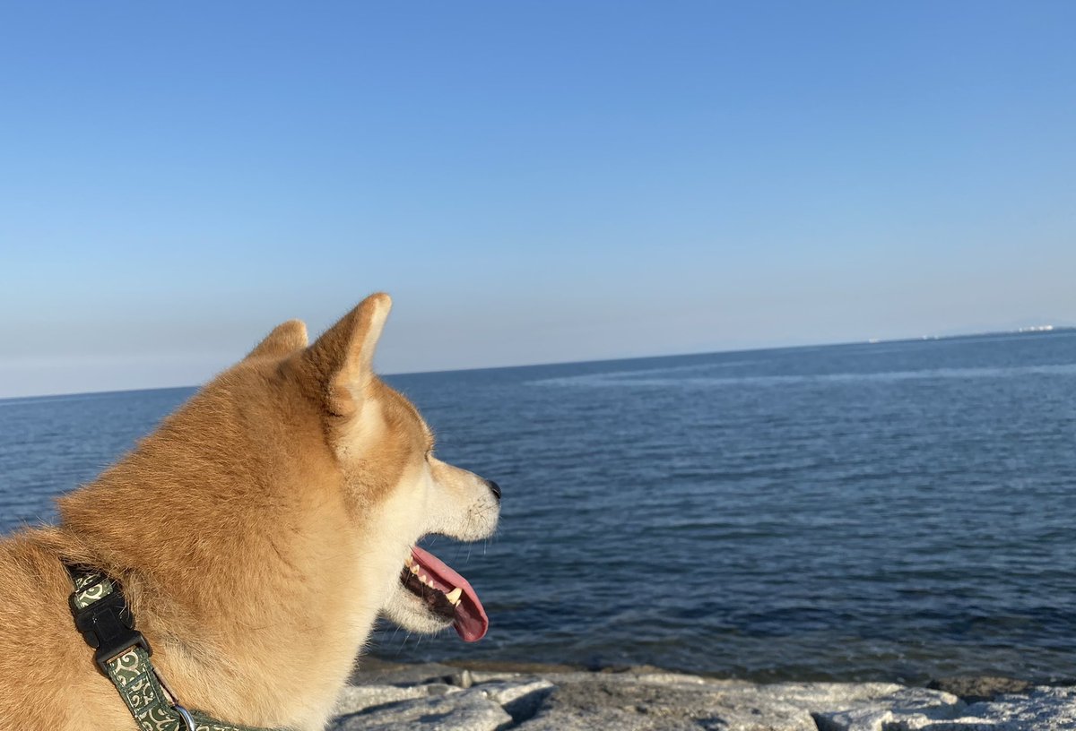 Luce家の柴犬そら 二重まぶたです そら君散歩前にアイテープしてたから Luce家の柴犬そら 二重まぶたです そら君散歩前にアイテープしてたから