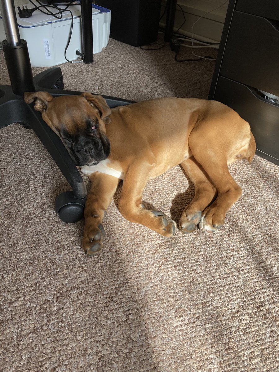 Found my work colleague sleeping on the job again 🙄