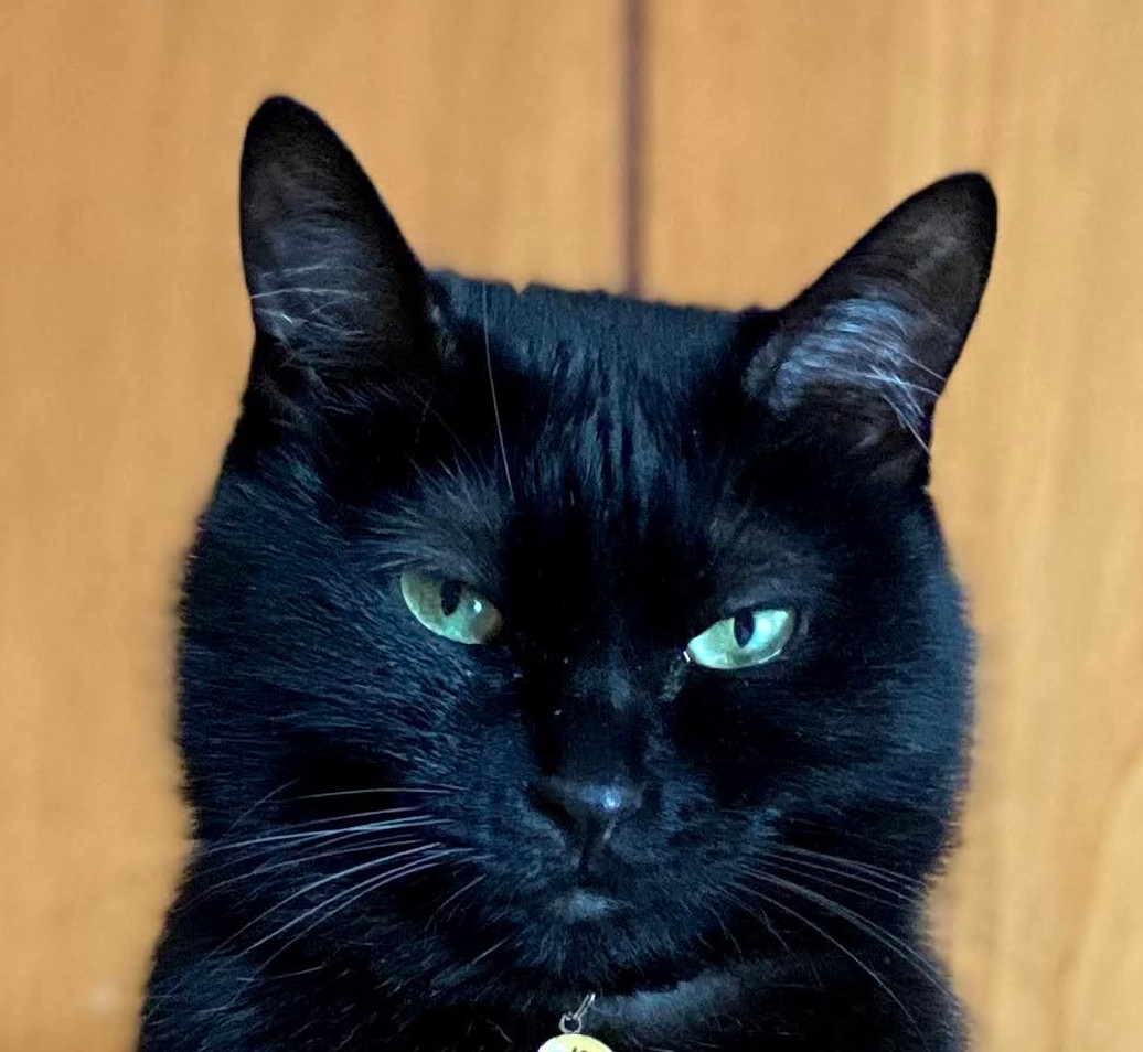 ユーアーツ 通常営業中 コラボインクは通販部秘書 黒猫の奈々ちゃんの瞳の色をイメージしたインクなのです 絶妙な色合いにラメが本当に可愛いので こちらはぜひとも実物を見て頂きたいです 本日から発売しています Tonoandlims とのりむ