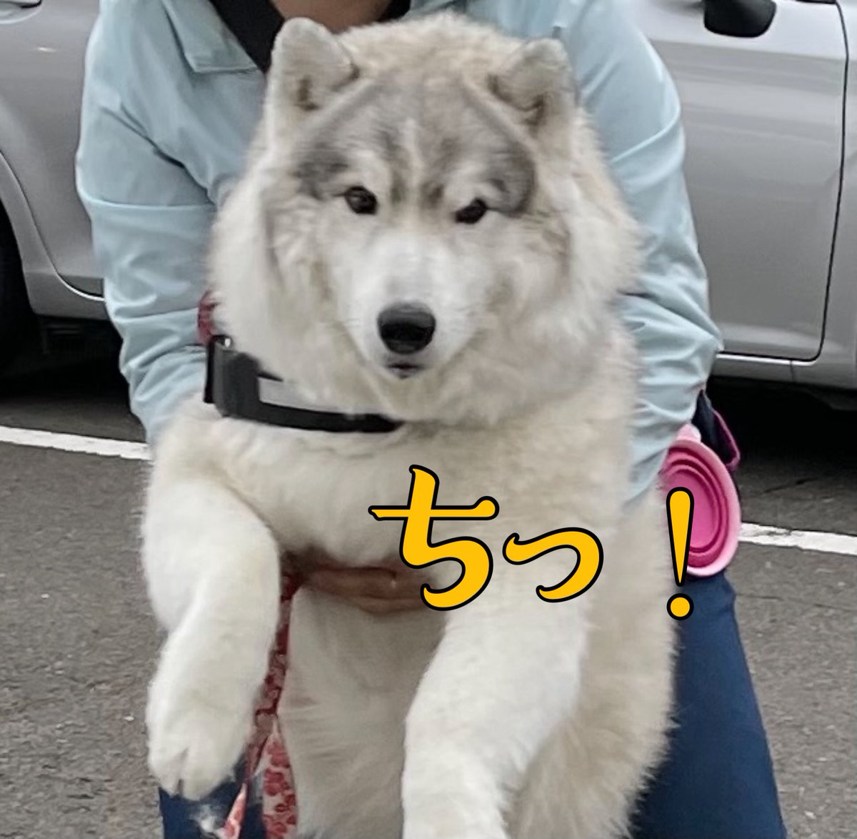 Grape V Twitter 病院頑張って 動物病院を嫌がるシベリアンハスキー 飼い主の 運び方 に 癒される T Co V5qgbrraac Grapeejpより