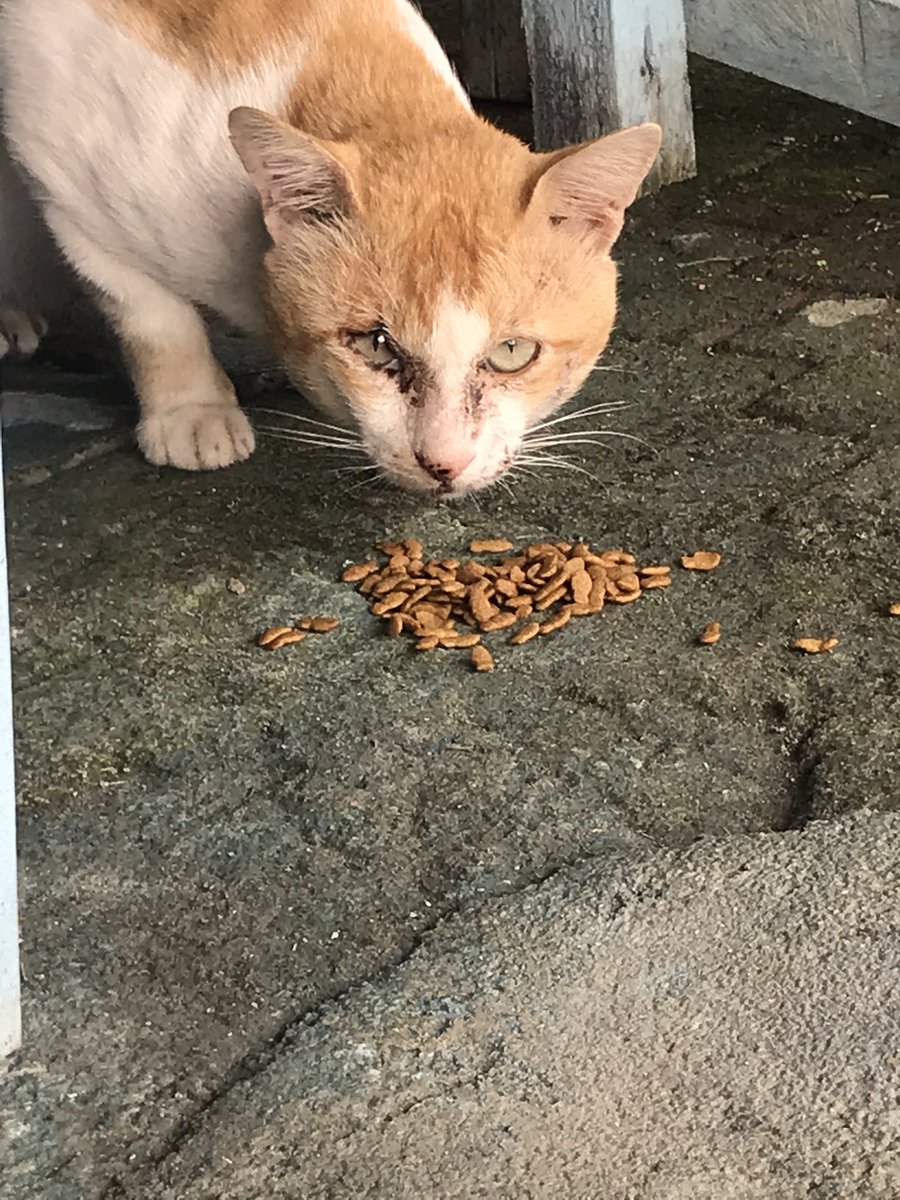 K_bestdancer's tweet photo. Street feeding to celebrate Jay's birthday. Happy birthday jay @ENHYPEN_members 💙 
#별들이_모여_종성이가_된_날 #HAPPY_BIRTH_JAY 
#ENHYPEN 
#엔하이픈 https://t.co/QqGusmekKe