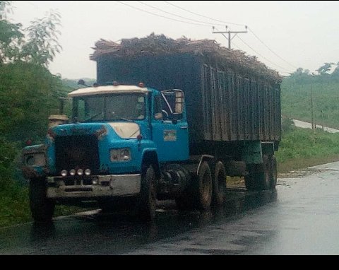 OladeleOyeku's tweet photo. @TokyoSexwaleSA @Chashnez01 I sell TME419 Cassava stems 

NGN500/ bundle.

Delivery to Any location within Southwest Nigeria https://t.co/PeW2GQVc4h