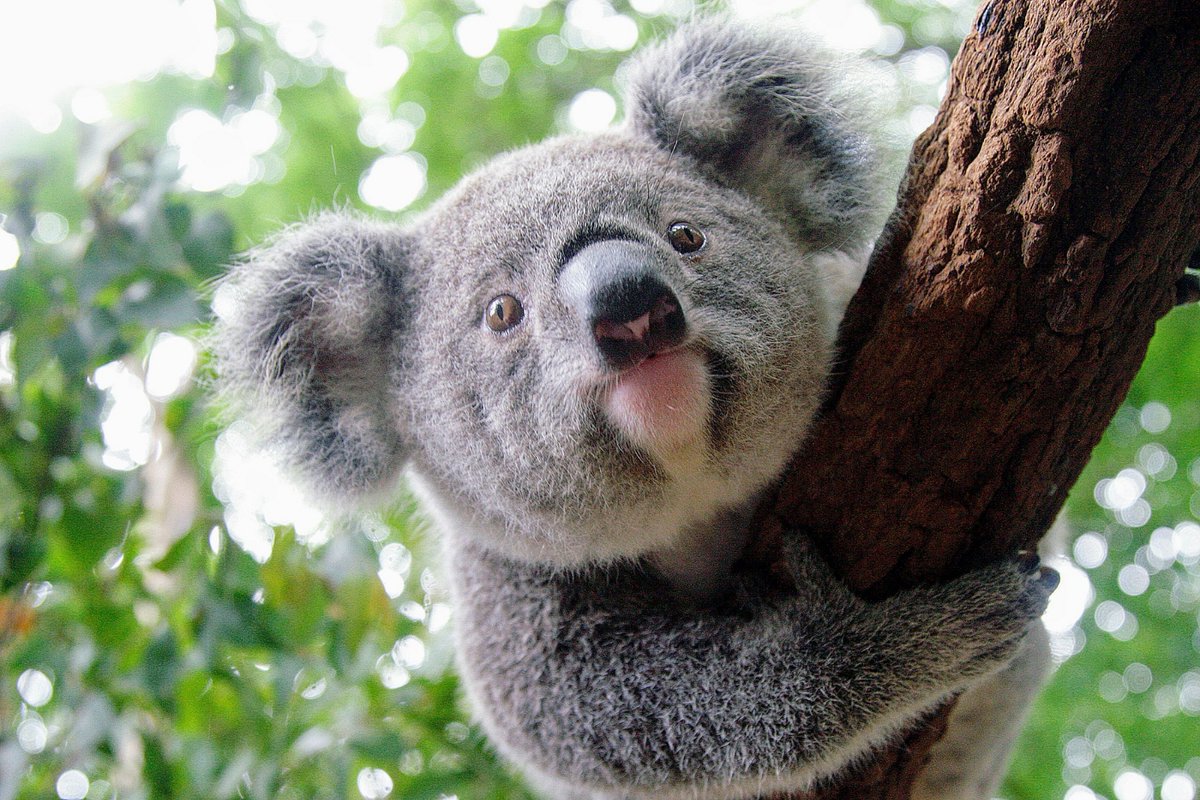 Как называется коала. Лоун Пайн коала. Брисбен парк коал. Австралийская коала. Заповедник Lone Pine Koala.