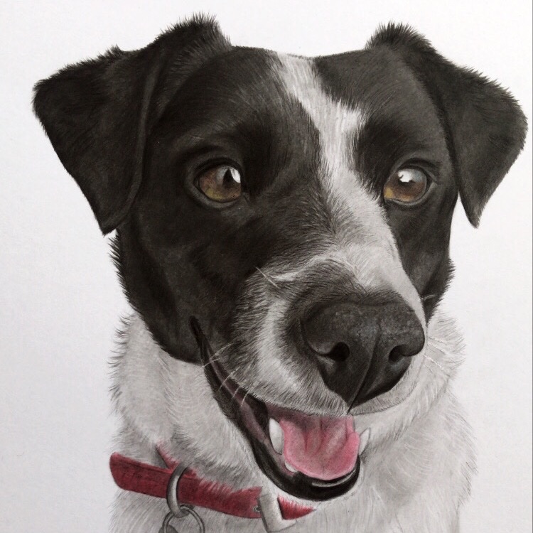 Feeling generous. 🥰 To be in with a chance of winning a FREE custom PET PORTRAIT simply retweet this tweet and make sure you’re following me. Winner will be selected at random announced later this week. Good luck 🐾