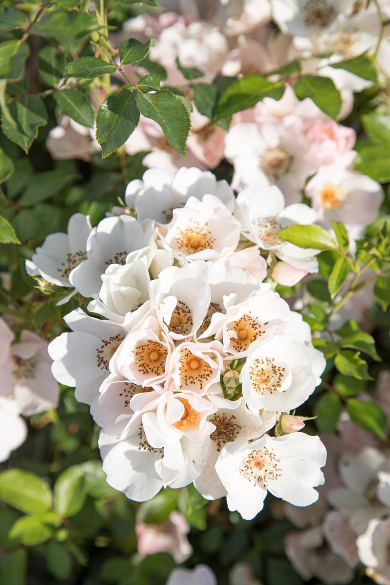 Terre De Roses (@terrederoses) on Twitter photo Bravo à notre client <a href="/rosesmeilland/">Meilland Richardier</a> pour ses 59 prix de l’année 2020 !
- 28 médailles d’Or, 1er prix & prix spéciaux
- 27 médailles d'Argent, de Bronze & Certificats
- 4 prix du parfum
Retrouvez plus d'informations sur notre client : meillandrichardier.com Bravo à notre client <a href="/rosesmeilland/">Meilland Richardier</a> pour ses 59 prix de l’année 2020 !
- 28 médailles d’Or, 1er prix & prix spéciaux
- 27 médailles d'Argent, de Bronze & Certificats
- 4 prix du parfum
Retrouvez plus d'informations sur notre client : meillandrichardier.com