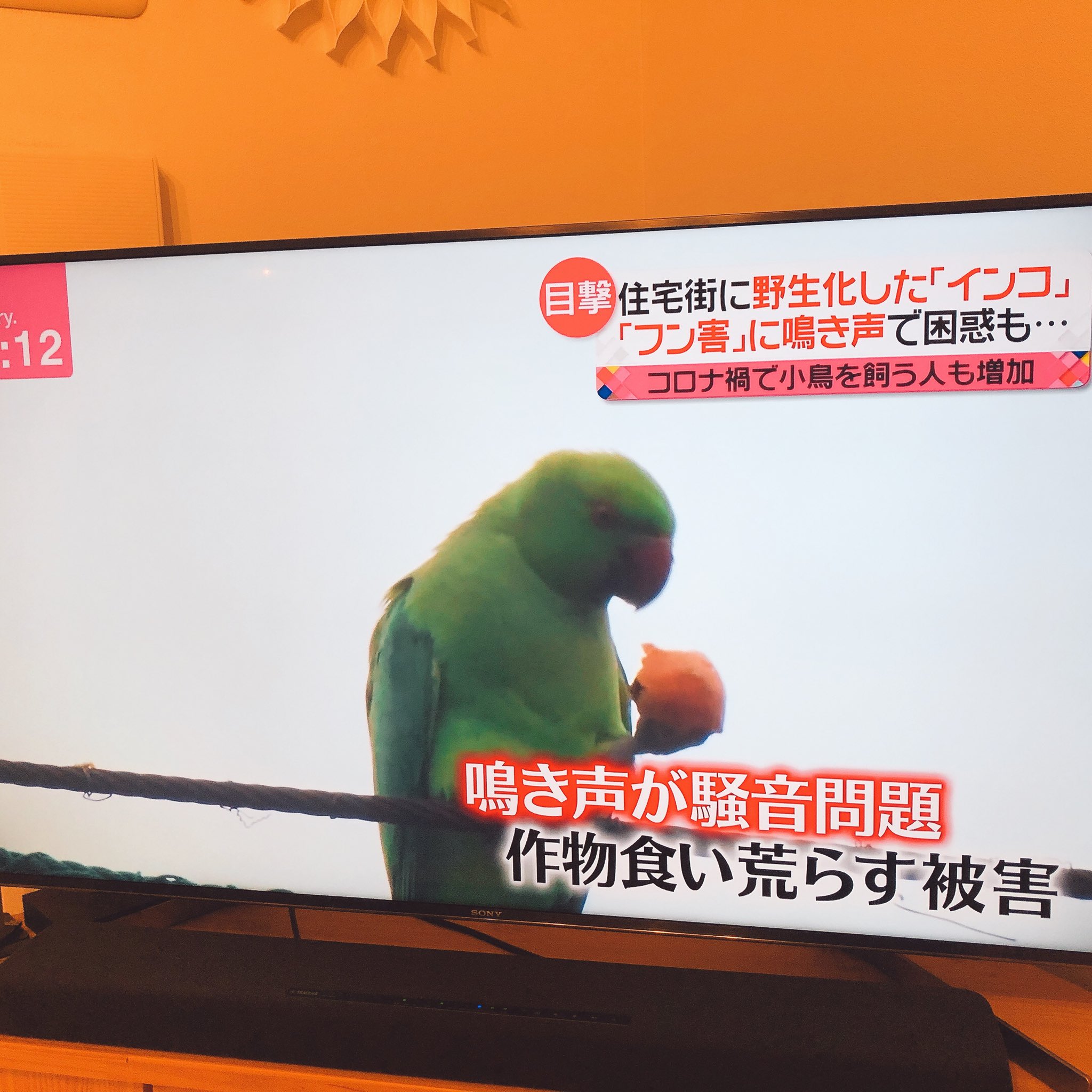 シアン 飼育係 ヤッピー Itazura Angel Twitter