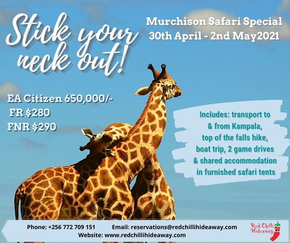 RedChilliUganda's tweet photo. Looking for something to do for the Labour Day weekend? Want to get out of the city and into nature? Get in touch and book our super special safari! #getoutthere #supportuwa #murchisonfallsnationalpark #gototheparks #Uganda https://t.co/t0BgQd1mvP