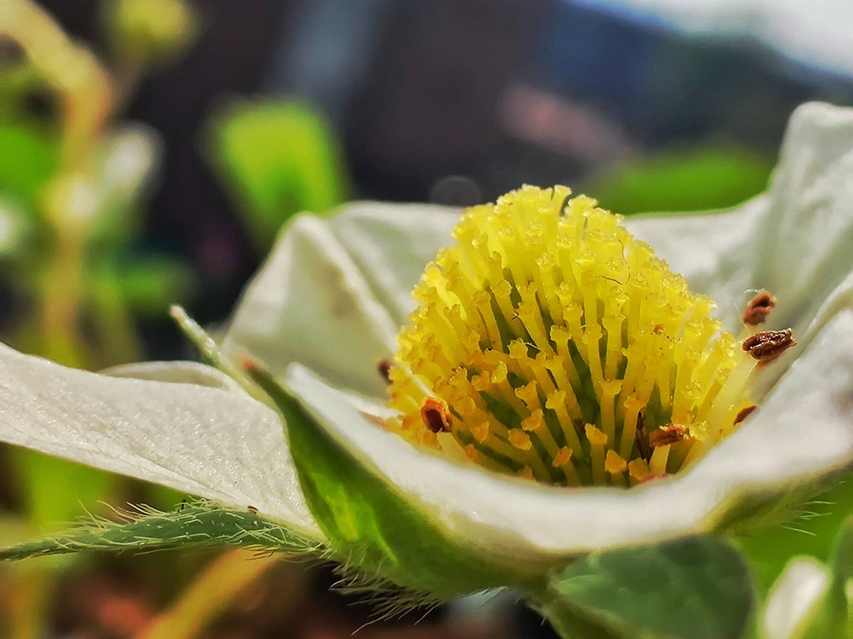 r34rgtr's tweet photo. Macro sur une fleur de fraises.
#OnePlus7TProMcLaren
#MacroHour
@MacroHour
#TrueColorsFrance https://t.co/XBk2S2BPmA