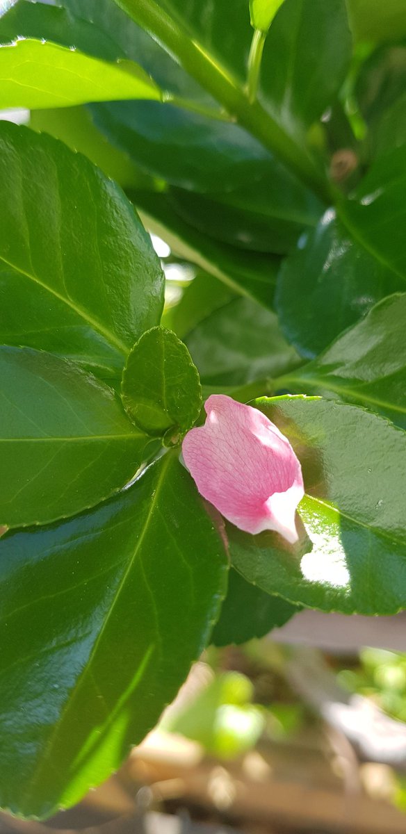 jeny8767's tweet photo. ☘coincidence🌸🌸💗❣

Have a good day🥰🌿🍀

#aroundme
#greenwith https://t.co/oUOuzQKkIP