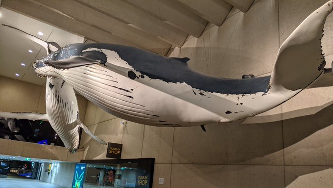 Everyday I get to walk under these gorgeous whales on my way home.   Love my job! 🥰 https://t.co/Aa4<a href="/tag/uxdesign"class="tags"><span>#uxdesign</span></a><a href="/tag/ux"class="tags"><span>#ux</span></a>