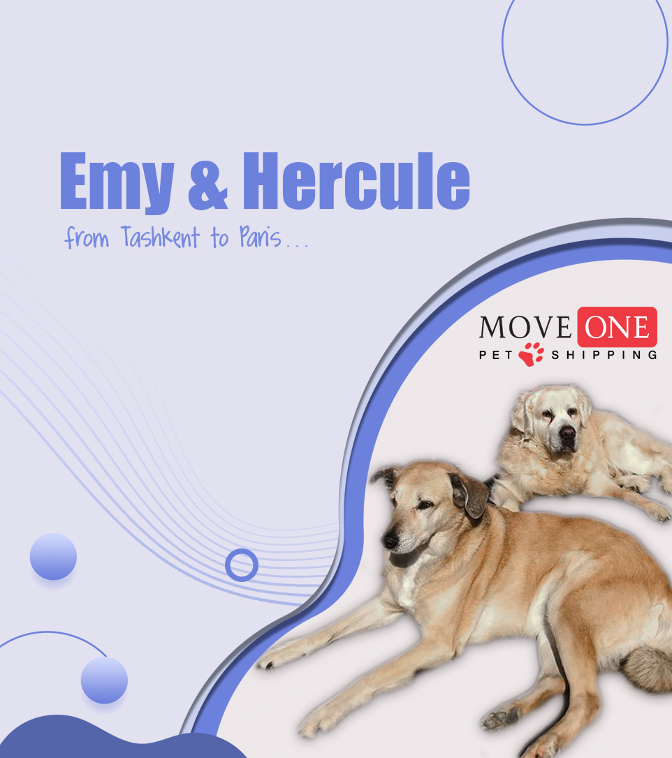 Move One Inc Moveoneinc Twitter