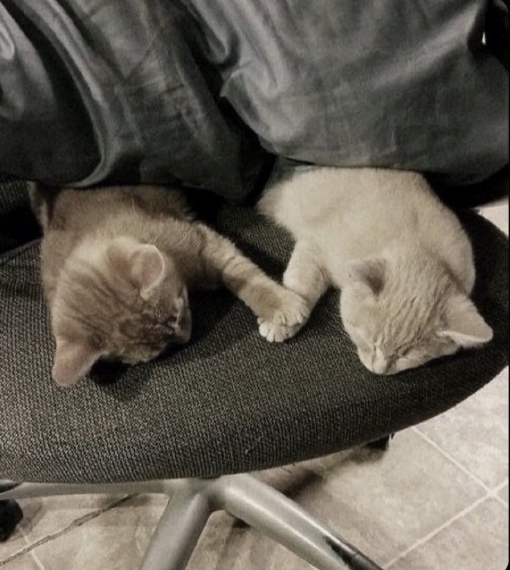 Meow me                         I meow you