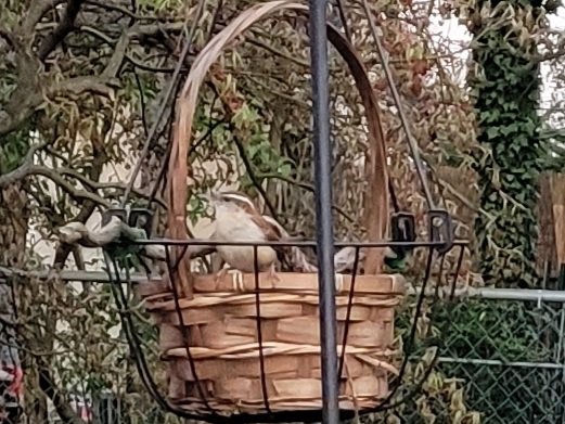 LauraFikus's tweet photo. Happy little wren https://t.co/eHCadD8aVH