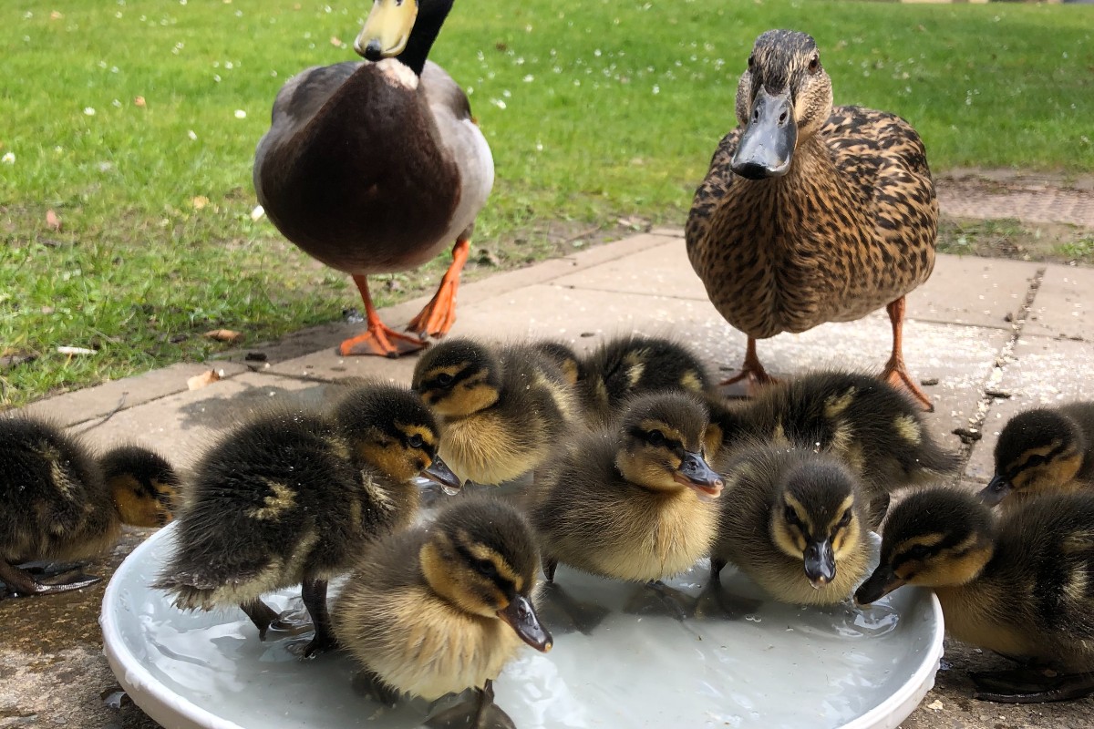 Bath time with the parents ❤️🛁

📸 Credit: sam_nugget_ (Insta)

#LoveLancaster #LUDucklings