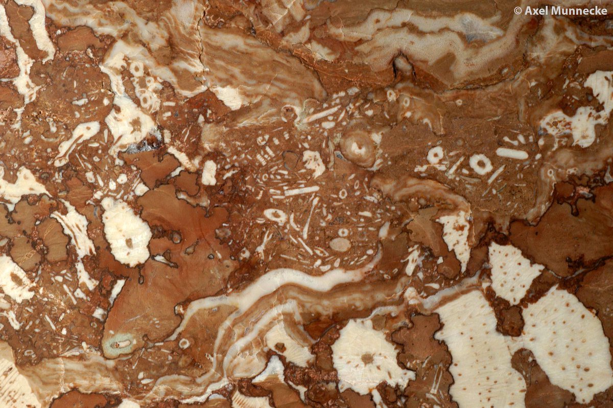 norbayern's tweet photo. Red reef limestone (polished section) composed of crinoid holdfasts and ossicles as well as stromatoporoids (Silurian, Gotland).

#geozentrumnordbayern #erlangen #fau #geowissenschaften #geology #tuesdaypost #silurian #gotland #redreef #limestone #stromatoporoids https://t.co/vtXTjqKnch