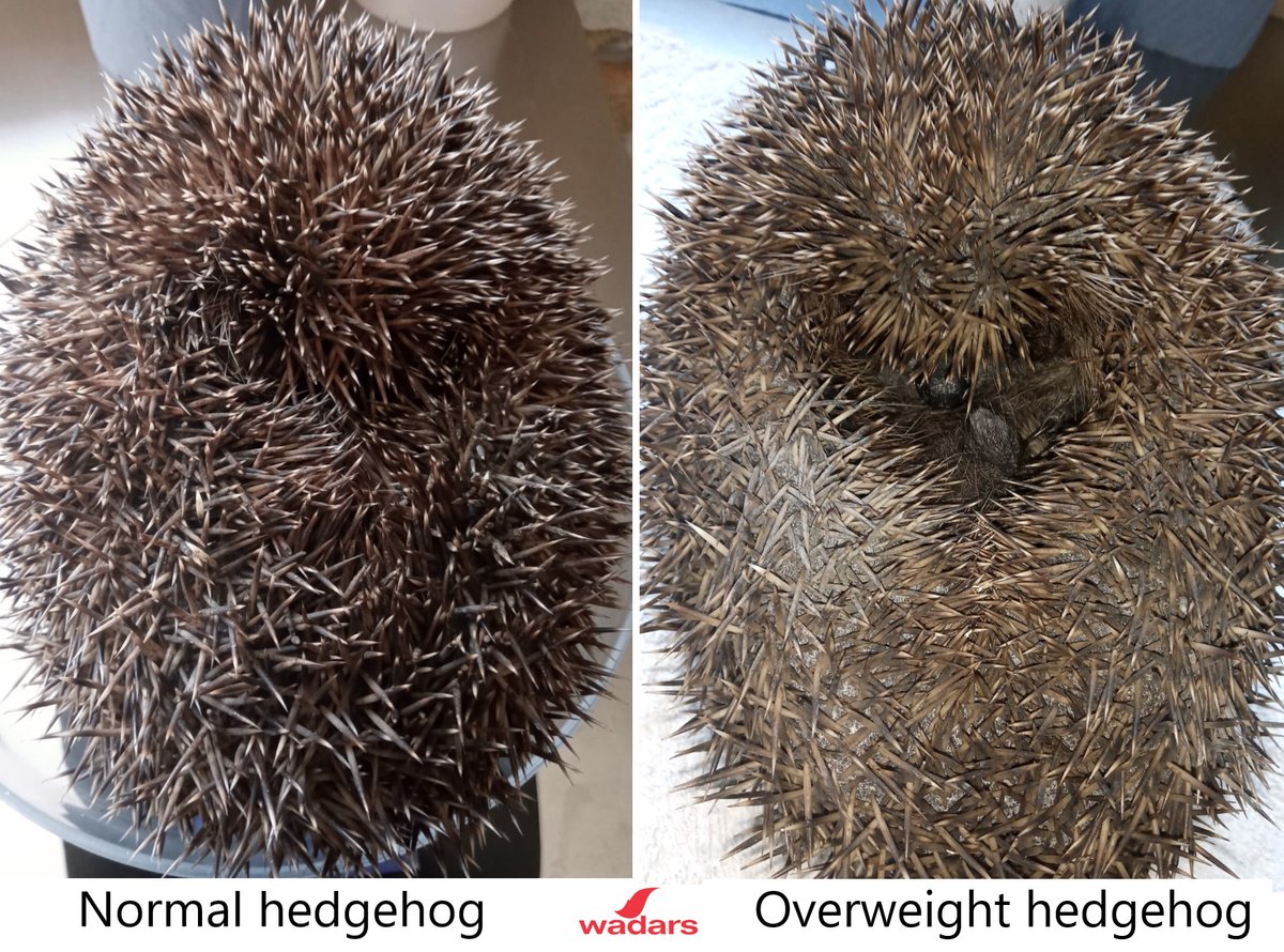 1.4kg hedgehog- for the full story of this #Hedgehog #wildlife head over to our Facebook page facebook.com/wadarsanimalre…
