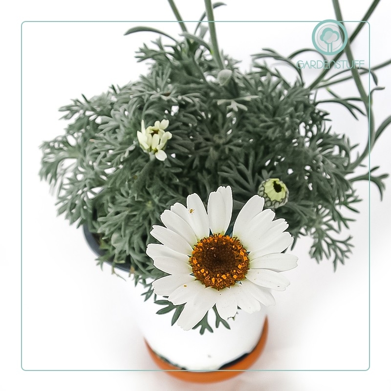GardenStuff_'s tweet photo. Sembra una #margherita ma non lo è. Simpatica e #rustica, la #Rhodanthemum è bella e molto #resistente. Trova posto dove vuoi tu. 

#green #flower #mothernature #sky
#mazzodifiori #fioritura #bocciolo #fiorispontanei #petali #fiorichepassione #fiorista #piante #fiore https://t.co/fSRUXNqpp7