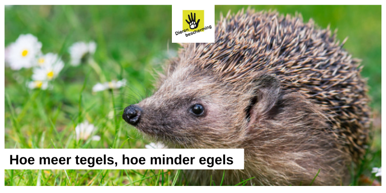 Dierbescherming's tweet image. Hoe meer tegels, hoe minder egels. 

Voor wie lekker in zijn tuin wil zitten, is een terras onmisbaar, maar laat daarbij zeker ook ruimte over voor groen in je tuin bit.ly/2QDg0fx.

#diervriendelijk #tuintips #lente