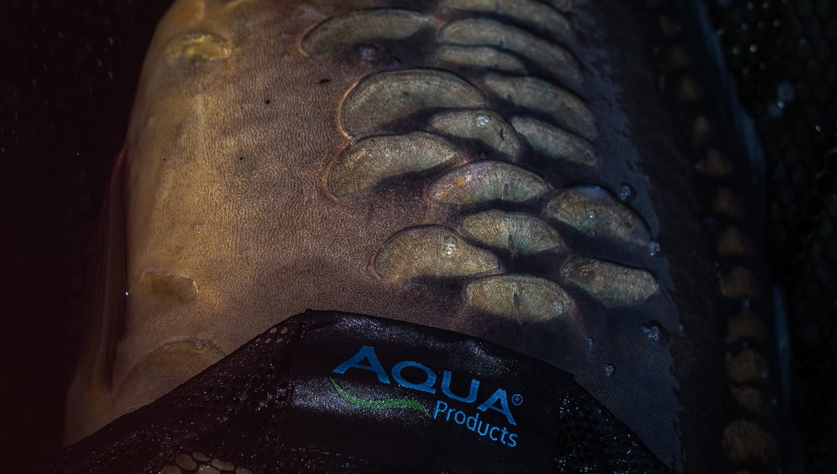 Each scale hand-placed by the carp gods! 

Now that is a pretty one!

#AquaProducts #GettingOutThere #PioneeringSpirit #BivvyLife #BrollyLife #Carp #CarpFishing #Fishing #Angling  #Karpe #Lifestyle #Nature #Photography #CarpPassion #CarpFever #Carpe #Karp #Karpfen