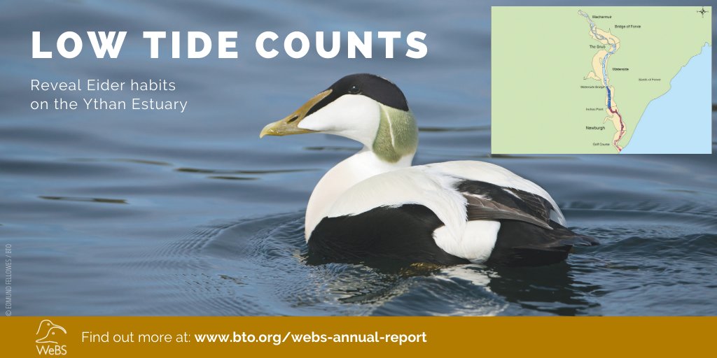 Low Tide Counts were carried out at eighteen sites in the winter of 2019/20, including the Ythan Estuary. All the results are available on the WeBS Report Online. bit.ly/YthanLTC #WeBSReport #Eider #LowTide #Ramsar