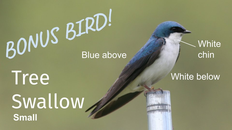 Today's bonus bird is one of our favourites: the Tree Swallow! Look for these aerial acrobats hunting insects mid-flight. They love nest boxes in open meadows &amp; can be seen at Huron Natural Area &amp; Blair Outdoor Ed Centre. #BackyardBirds #CitizenScience wrdsb.ca/birds