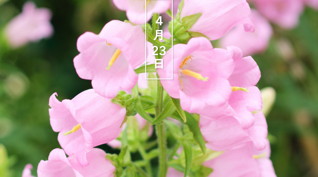 暦生活 こよみせいかつ على تويتر カンパニュラ メディウム 花の日めくり 花言葉は 幸せに感謝します です ヨーロッパ南部原産で キキョウ科ホタルブクロ属の観賞用植物 5 8月に 釣鐘型の花を上向きに咲かせます 花色は白 ピンク 紫など 和名は