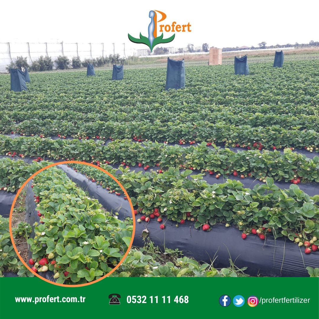 Profertgubre's tweet photo. Profert ürünleri ile Yılınız ve emeğiniz boş geçmesin. 

#profert #profertgübre #profertfertilizer #CananKaftancıoğlu #hakansabanci #salı #20nisan #nesrintutuklansın #SEREFinleOynaSivas #bist100 #bist #cryptocurrency #COVID19 #dogecoin #DogeDay420 #doge420 #europeansuperleague https://t.co/77jD07NQ4O